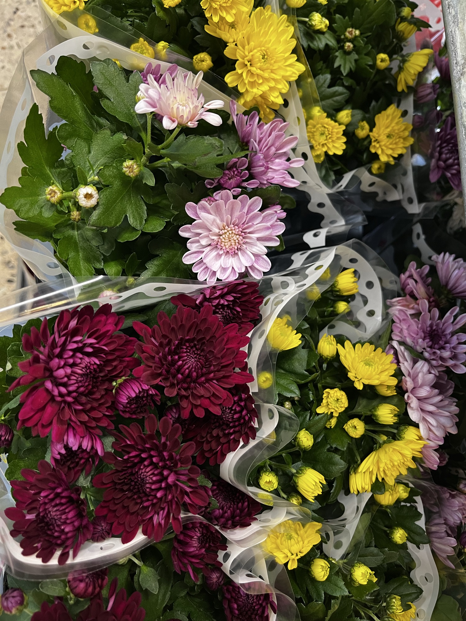 🌸 Flotte Chrysanthemum mix – 12 cm potte 🌸