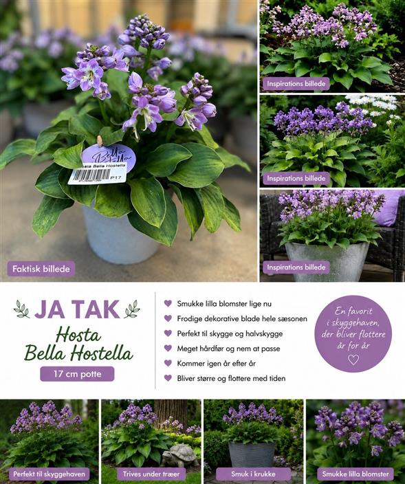 SMUK & FRODIG HOSTA BELLA HOSTELLA 🌿