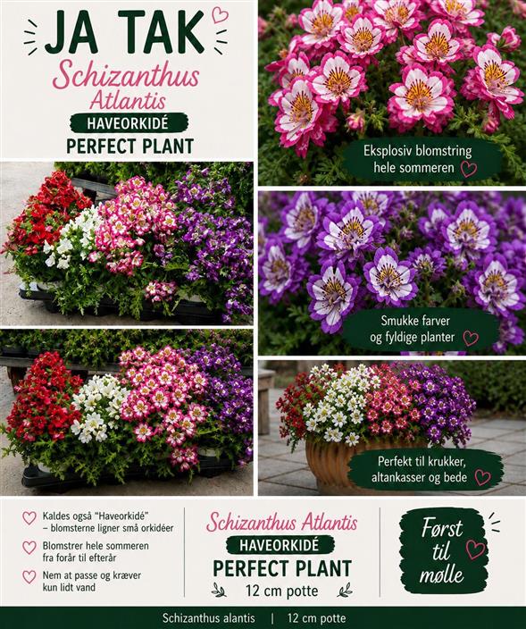 EVENTYRLIG SCHIZANTHUS ATLANTIS / HAVEORKIDÉ 🌸