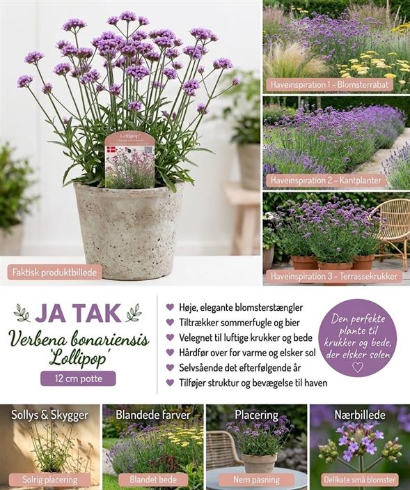 VERBENA 'LOLLIPOP' 🌸