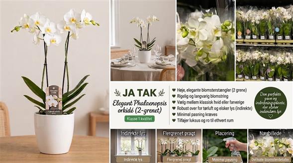 SMUKKE & ELEGANTE HVIDE ORKIDÉER 🌸