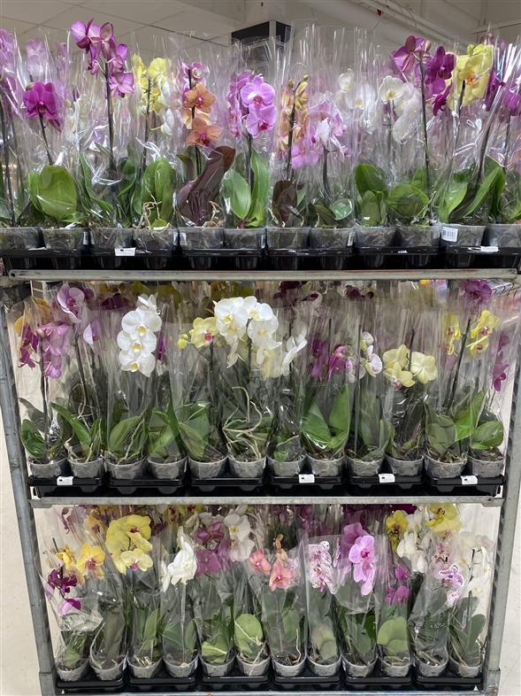 🌸🌸🌸SUPER FLOTTE 🌸🌸🌸    PHALAENOPSIS Orkidee