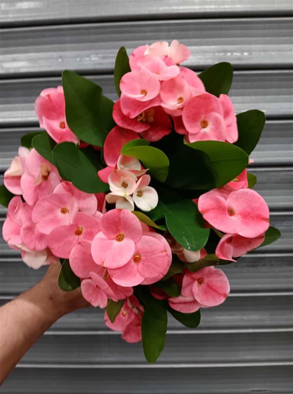trendy Euphorbia Milii i lyserød🩷