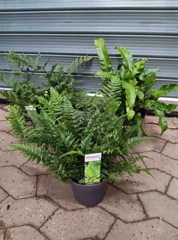 🌿 UDE/INDE-BREGNER – FLOTTE, ROBUSTE & NEMME 🌿