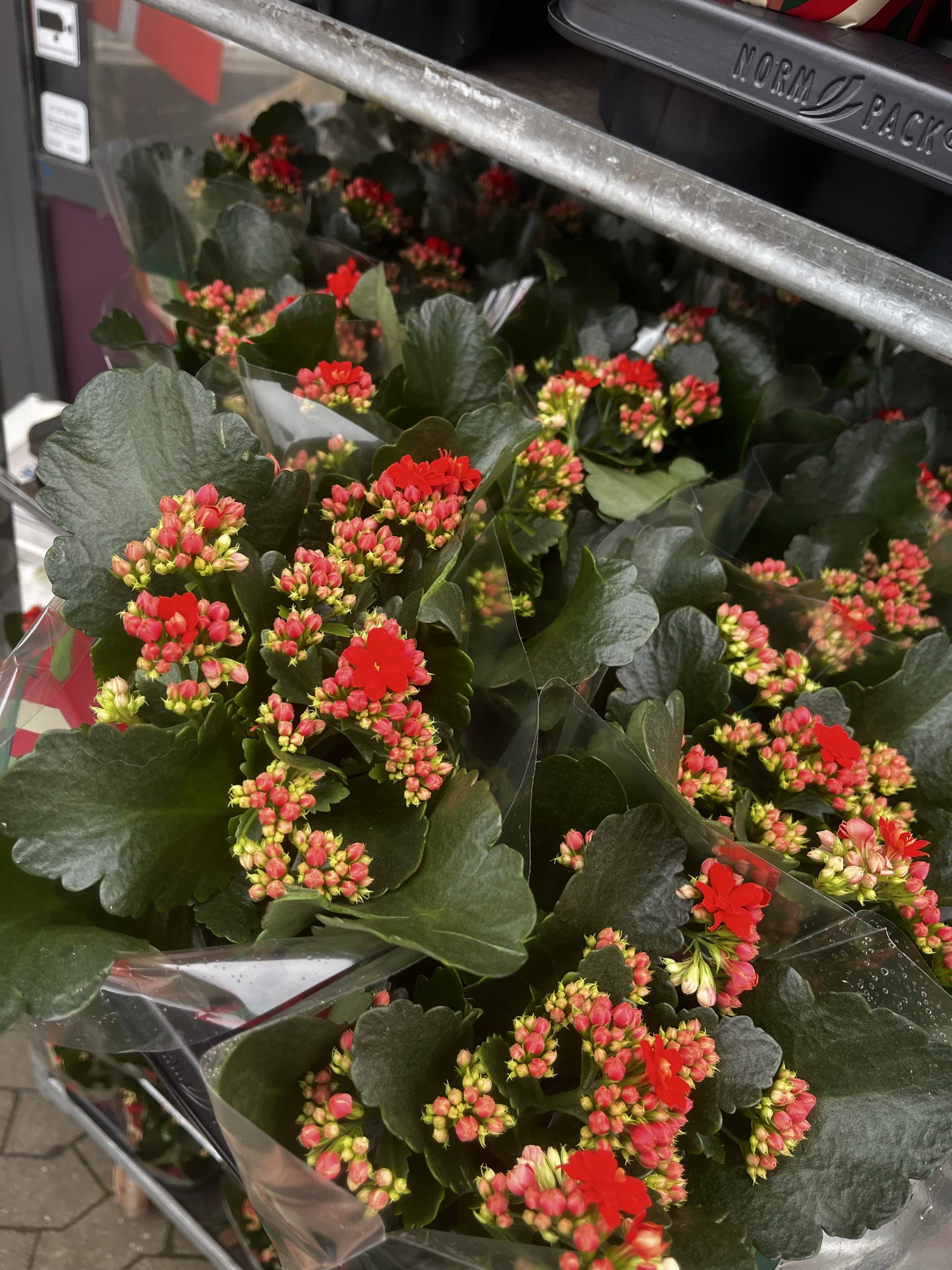 Smukke røde kalanchoe 🌺