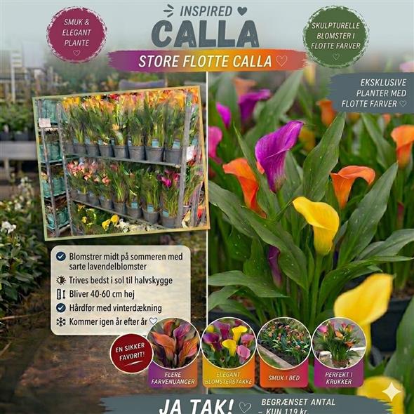 SMUKKE & ELEGANTE CALLA 🌸