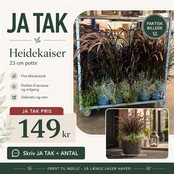 FLOTTE HEIDEKAISER 🌿