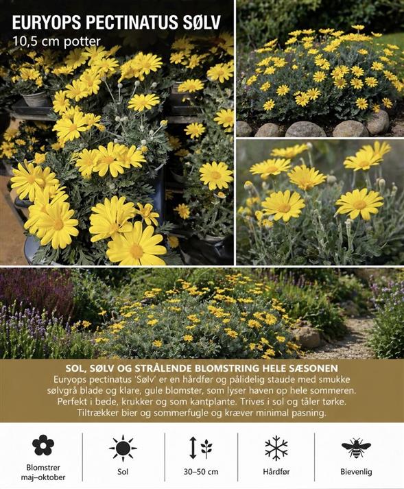 SMUK & SOLSKINSGUL EURYOPS PECTINATUS SØLV 🌿
