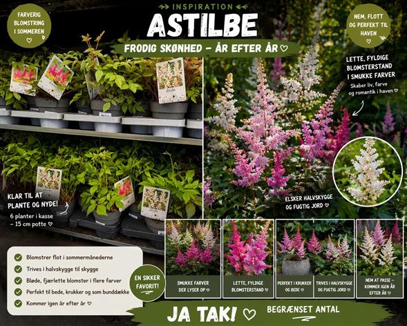 🌸 ASTILBE – LET, ELEGANT & FYLDT MED BLOMSTER 🌸