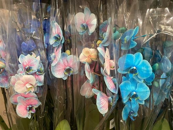 🌸🩵🌸Super flotte orchideer🌸💜🌸