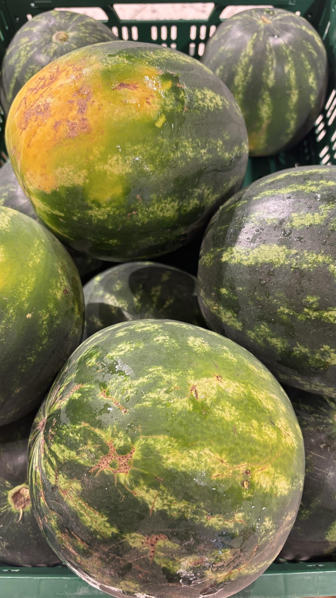 Vandmelon