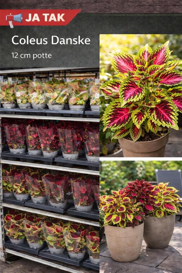 Coleus (Danske) 🌿