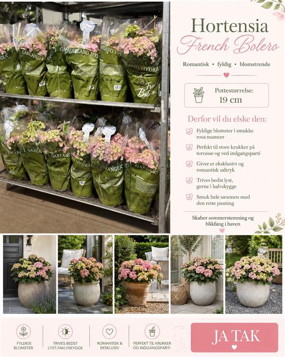 UNIK & BLOMSTREDE FRENCH BOLERO HORTENSIA 🌸