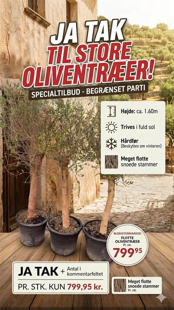 STORT & ELEGANT OLIVENTRÆ 🌿