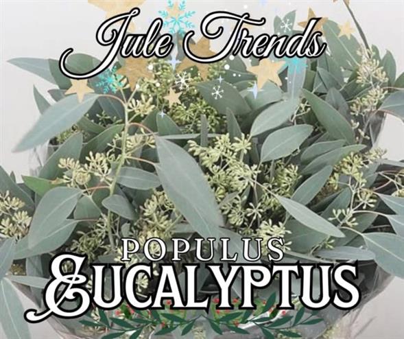 Eucalyptus
