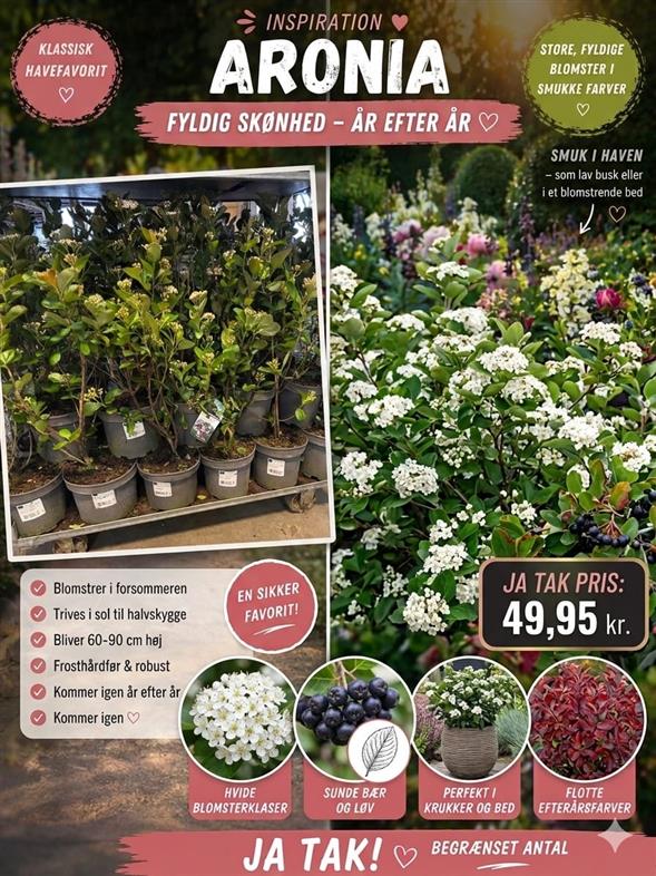 SMUK & FARVERIG STORE ARONIA 'BRILLIANT' 🌿