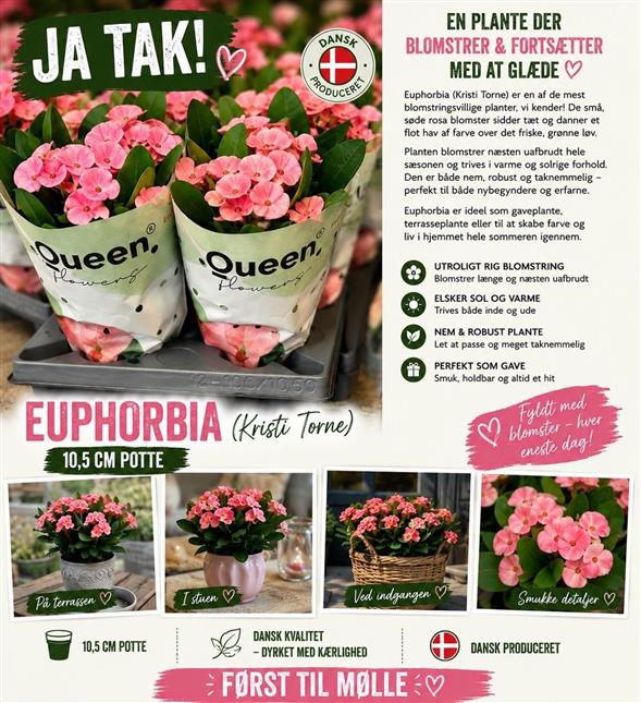 SMUK & DEKORATIV EUPHORBIA / KRISTI TORNE 🌿
