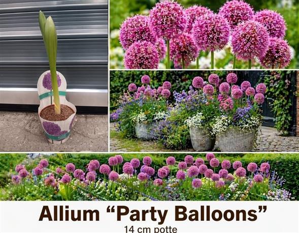 ALLIUM “PARTY BALLOONS” 🌸