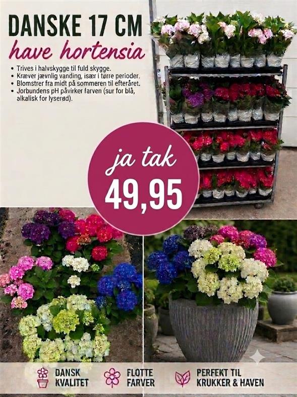SMUKKE & DANSKE HORTENSIA 🌸