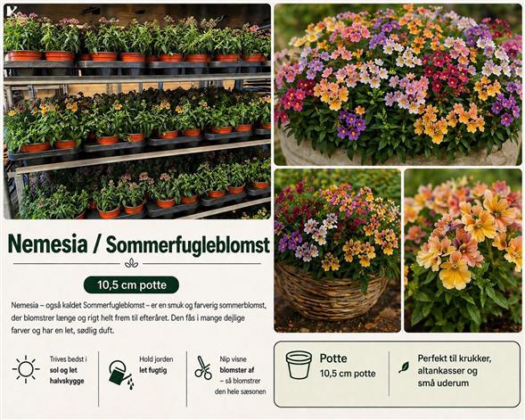 FARVERIG & DUFTENDE NEMESIA 🌿