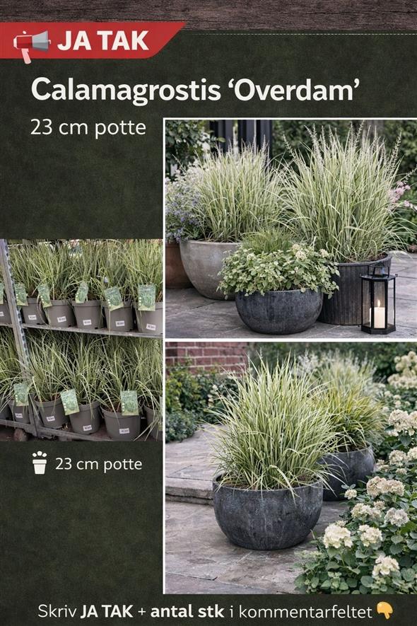 Calamagrostis ‘Overdam’ Stor 23 cm potte