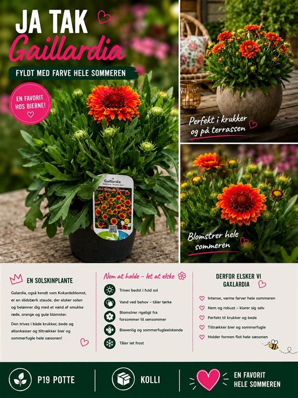 Gaillardia “Arizona Sun” 🔥🌞